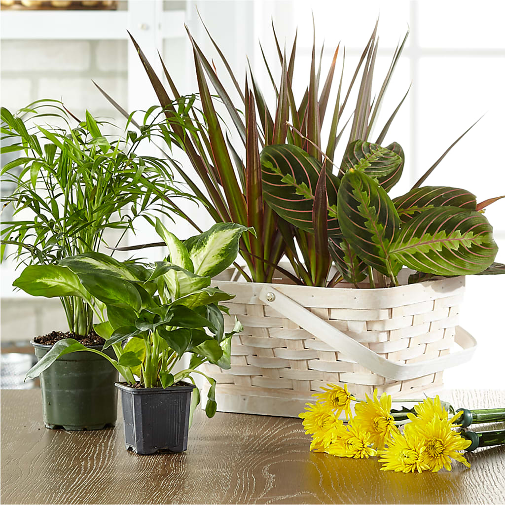Florist Designed Blooming and Green Plants in a Basket – White Lilies N Paradise, Kokomo IN