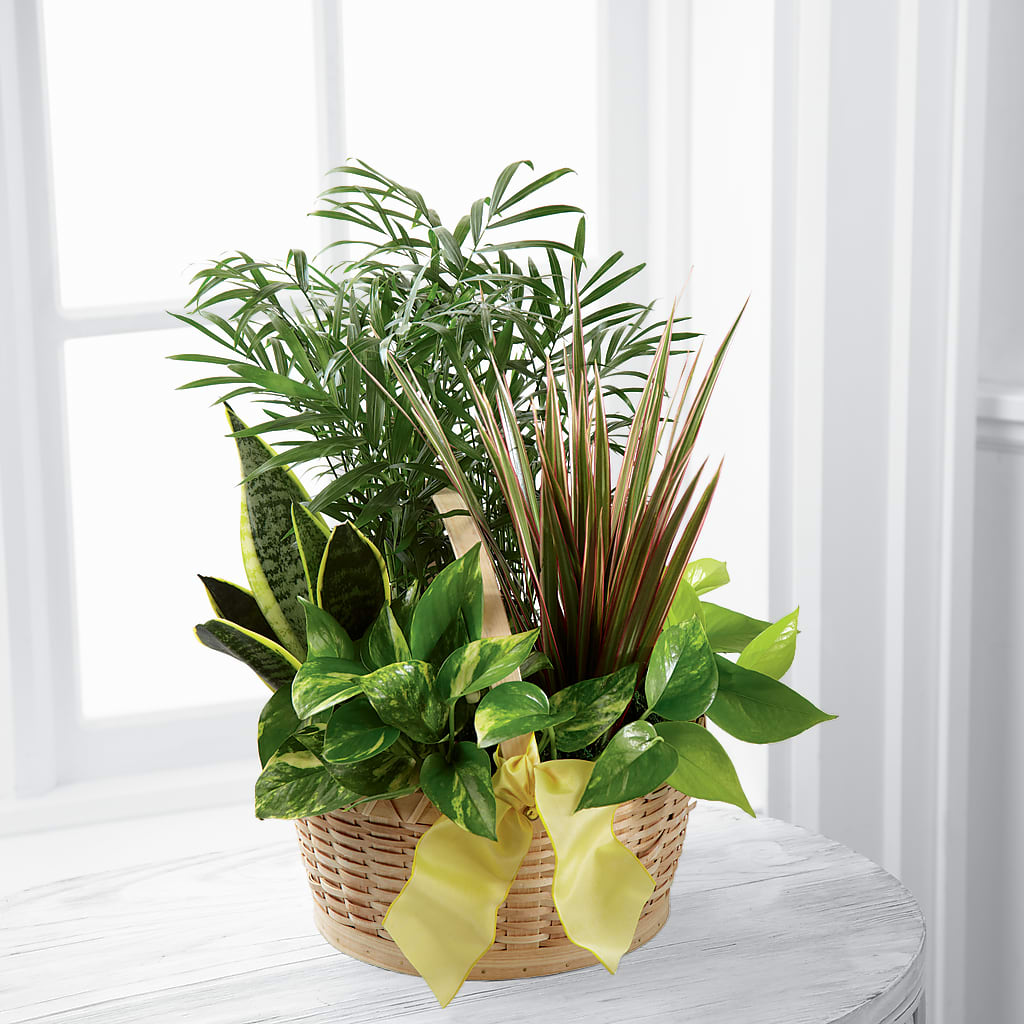 French Garden – White Lilies N Paradise, Kokomo IN