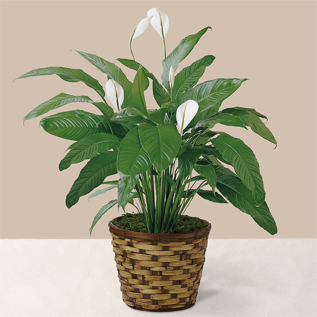 Tranquil Moments Peace Lily Plant – White Lilies N Paradise, Kokomo IN