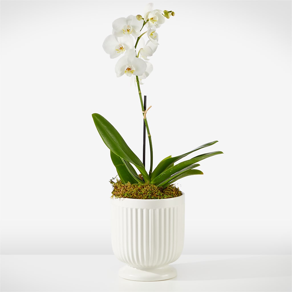 Whispering White Orchid – White Lilies N Paradise, Kokomo IN