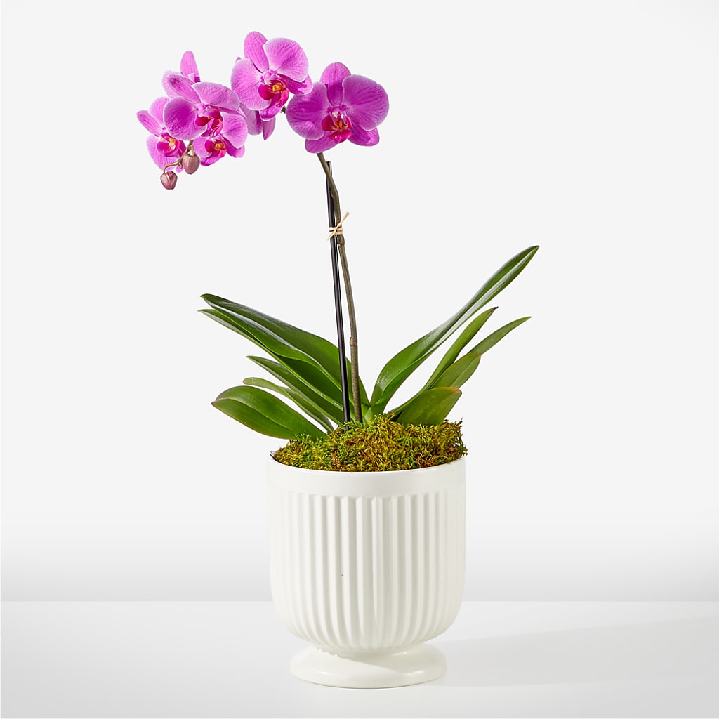 Friendly Fuchsia Orchid – White Lilies N Paradise, Kokomo IN