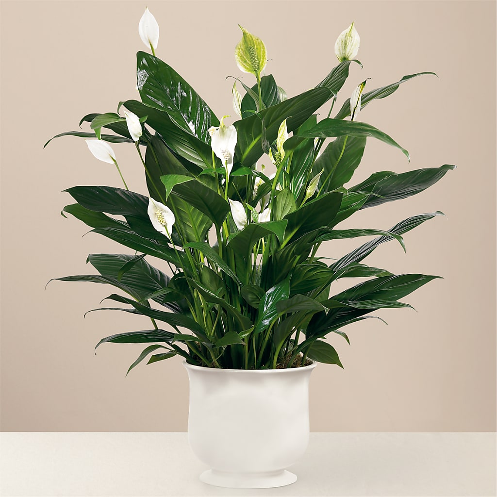 Comfort Planter – White Lilies N Paradise, Kokomo IN