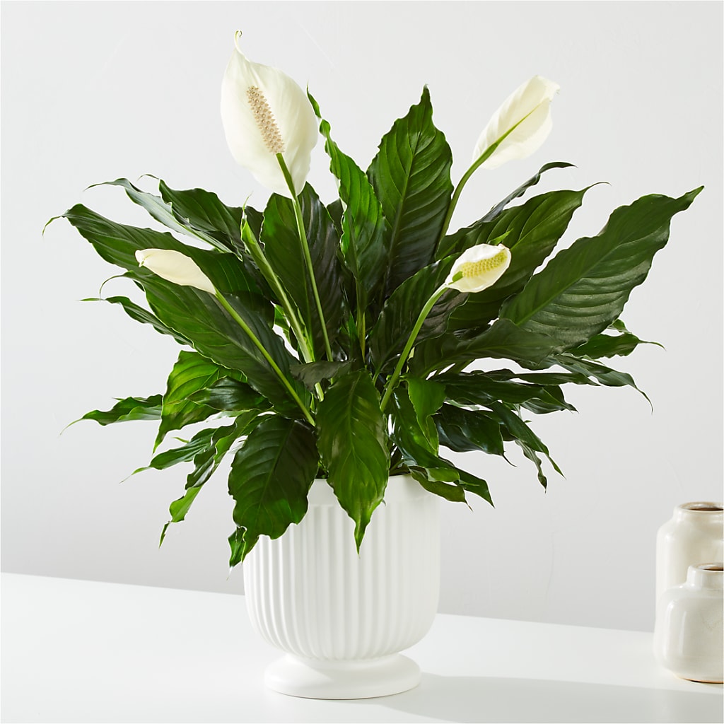 Comfort Planter – White Lilies N Paradise, Kokomo IN