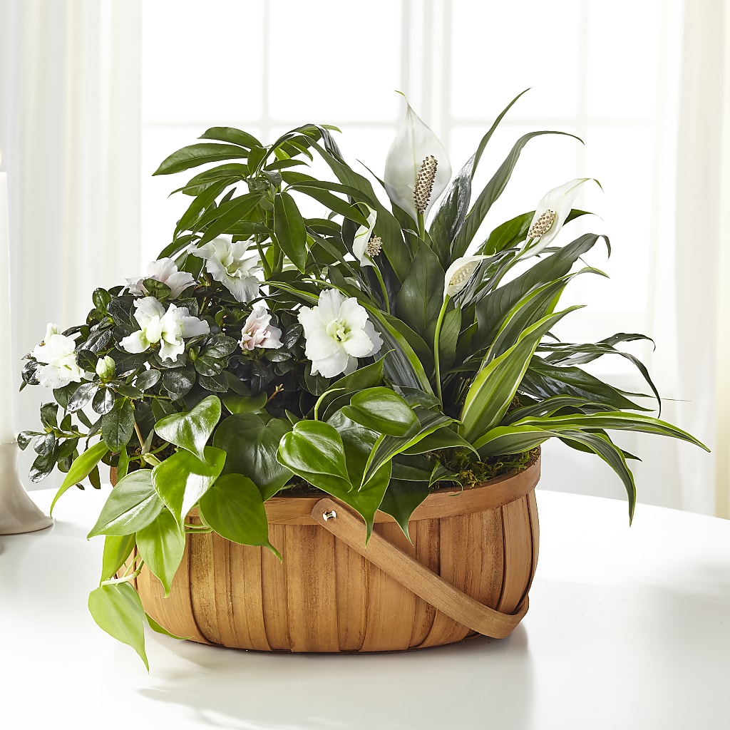 Serene Dishgarden – White Lilies N Paradise, Kokomo IN