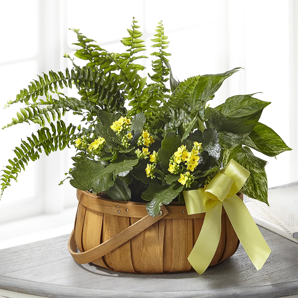 Always Dear Dishgarden – White Lilies N Paradise, Kokomo IN