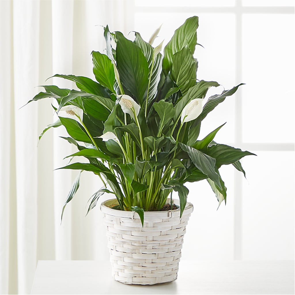 A New Leaf Peace Lily – White Lilies N Paradise, Kokomo IN