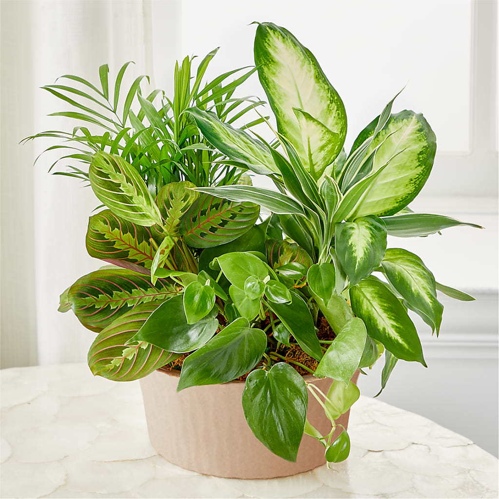 Balance & Harmony Dishgarden – White Lilies N Paradise, Kokomo IN
