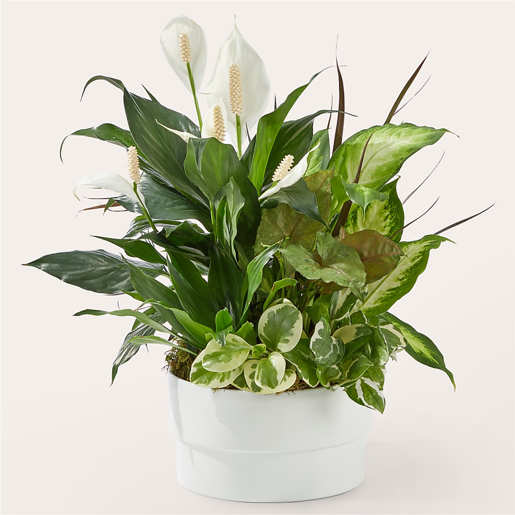 Radiating Positivity Dishgarden – White Lilies N Paradise, Kokomo IN