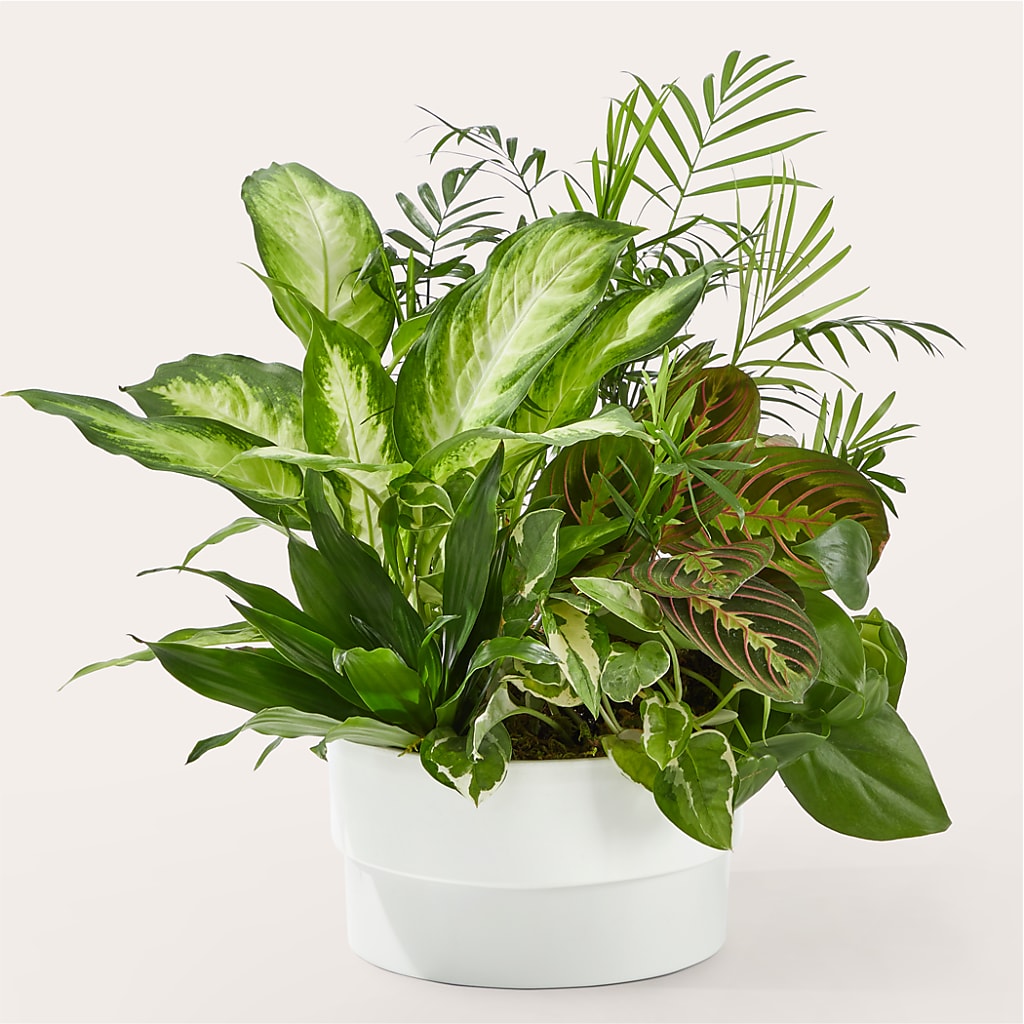 Radiating Positivity Dishgarden – White Lilies N Paradise, Kokomo IN