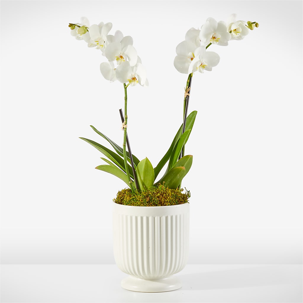 white lilies in paradise kokomo Whispering White Orchid
