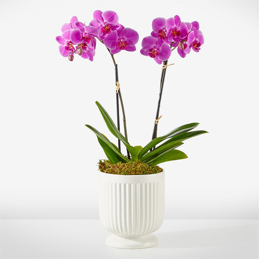 Friendly Fuchsia Orchid –  White Lilies N Paradise, Kokomo IN