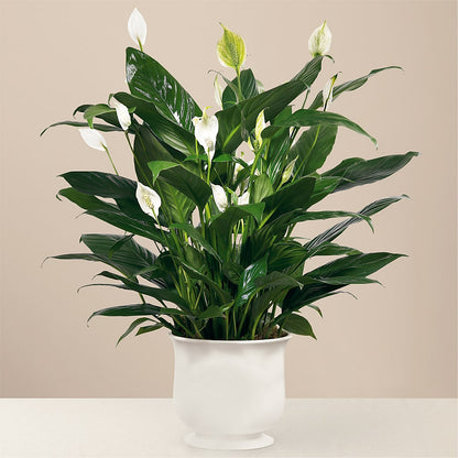 Comfort Planter –  White Lilies N Paradise, Kokomo IN