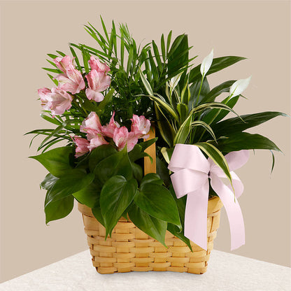 Living Spirit Dishgarden –  White Lilies N Paradise, Kokomo IN