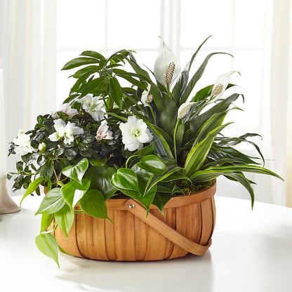 Serene Dishgarden –  White Lilies N Paradise, Kokomo IN