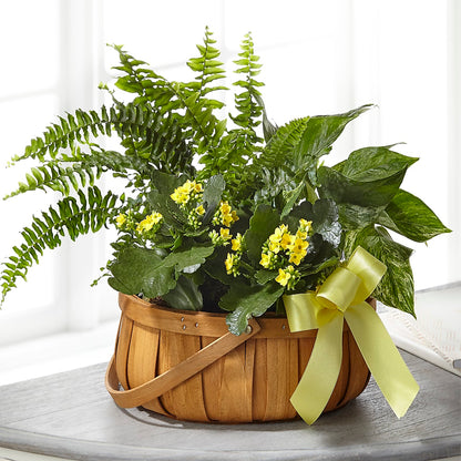 Always Dear Dishgarden –  White Lilies N Paradise, Kokomo IN