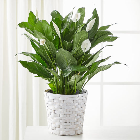A New Leaf Peace Lily –  White Lilies N Paradise, Kokomo IN