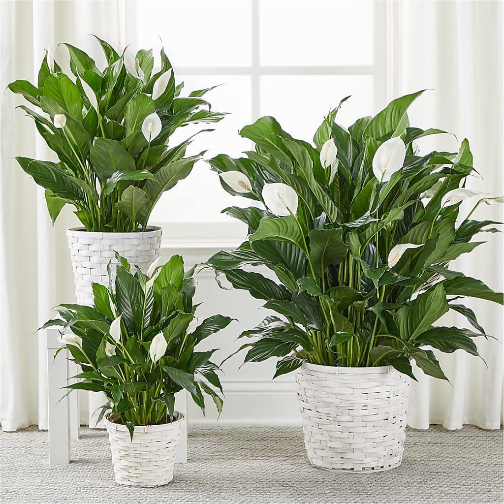 A New Leaf Peace Lily –  White Lilies N Paradise, Kokomo IN