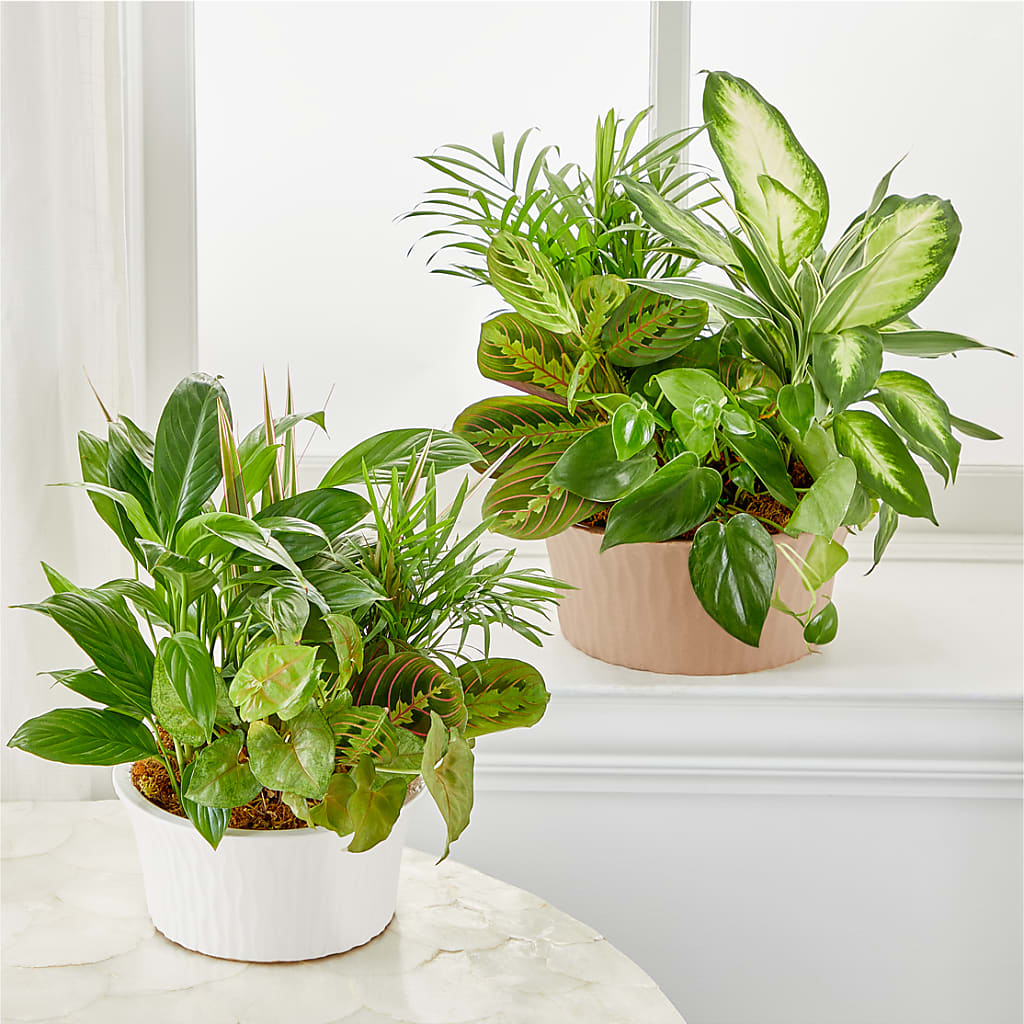 Balance & Harmony Dishgarden –  White Lilies N Paradise, Kokomo IN